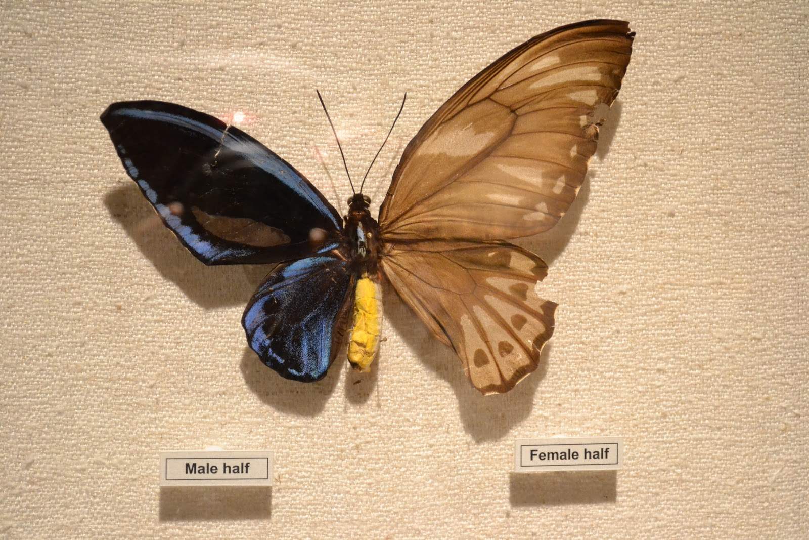 Ornithoptera priamus urvillianus (bilateral gynandromorph,DSC_0087) (Internet Image property of respective owner, non-commercial use only)